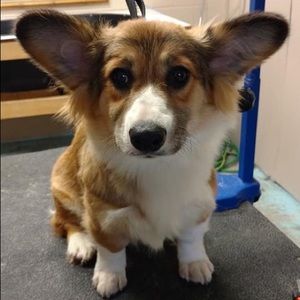 Meet your Posher, Lynsey